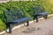 Two black metal benches on the sidewalk with green pine bushes