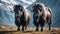 The two black musk oxen are in front of the mountain.