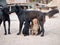 Two black mutts stand nose to nose with a little puppy