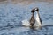 Two black necked grebe birds in their mating ritual