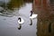 Two black-necked swan on monastery pond