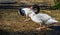 Two black necked swans standing together, water Birds from America