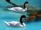 Two black-necked swans swimming in pairs.