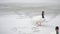 Two black necked swans walk on snow out of frame