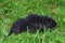 Two black nutria in green grass. Mom and baby