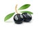 Two black olive with leaf