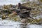 Two Black Oystercatchers stand on the seaweed covered shore, while one fluffs its feathers