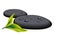 Two black pebbles with fresh leaf