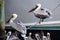 Two Black Pelicans Balancing