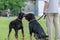 Two black pets sniff each other at dog park. Adult Rottweiler in