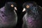 Two black pigeon