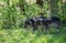 Two black piglet breed of Mangalitsa