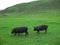 Two black pigs in Hebei Bashang grassy field
