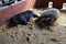Two Black Pot Bellied Pigs Doze Off Together in the Afternoon
