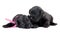 Two black puppys of Miniature Schnauzer