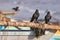 Two black raven birds perched on a wooden ship in the beach in Galle, Sri Lanka