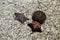 Two black and red sea stars Patiria pectinifera next to sea urchin Strongylocentrotus intermedius from Japanese sea, Russia
