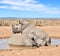 Two black rhinos taking a cooling mud bath in a dry sand wildlife reserve in a hot safari area in Africa. Protecting