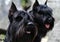 Two black Riesenschnauzer portraits