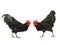 two black roosters look at each other isolated on a white background