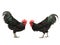 Two black roosters look at each other isolated on white background