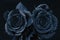 Two black roses with water droplets and black background.