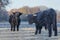 Two black scottish highlanders in frozen meadow