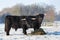 Two black scottish highlanders in winter snow