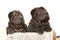 Two black sharpei puppies on white background