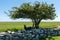 Two black sheep seeking shelter and shadow from the sunlight under an old tree