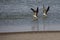 Two Black skimmers skimming on chilean pond