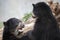 two black spectacled bears playing while standing