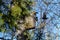 Two black Starling  on the porch of a birdhouse on a birch