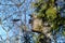 Two black Starling  on the porch of a birdhouse on a birch