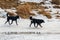 Two black stray dogs running along a snowy riverbank in sunny winter day