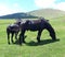 Two black and strong horses with long hair, in the middle of the nature