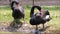 Two black swan resting and scratching itself near a water pond in a wetland of Thailand.