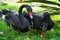 Two black swans eating grass