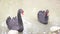 Two black swans float in the lake. Love couple of black swans. Beautiful wildlife concept. close-up, 4k, slow-motion
