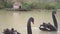 Two black swans float in the lake. Love couple of black swans. Beautiful wildlife concept. close-up, 4k, slow-motion