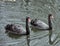 Two black swans floating on the lake