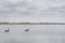 Two black swans paddling in a large estuary near the mouth of the River Murray