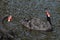 Two black swans with red beaks swim in a pond, the sun shines on the feathers