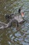 Two black swans with red beaks swim in a pond, the sun shines on the feathers