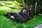 Two black swans sitting on the grass