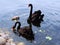 Two black swans and two little swan chicks