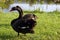 Two black swans walk on the grass on the shore near the lake
