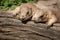 Two black tailed prairie dog lying in the sun