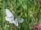 Two Black-veined White butterflies on one flower