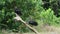 Two Black Vultures (coragyps atratus) Portrait, Costa Rica Wildlife and Birds, Perched on a Branch